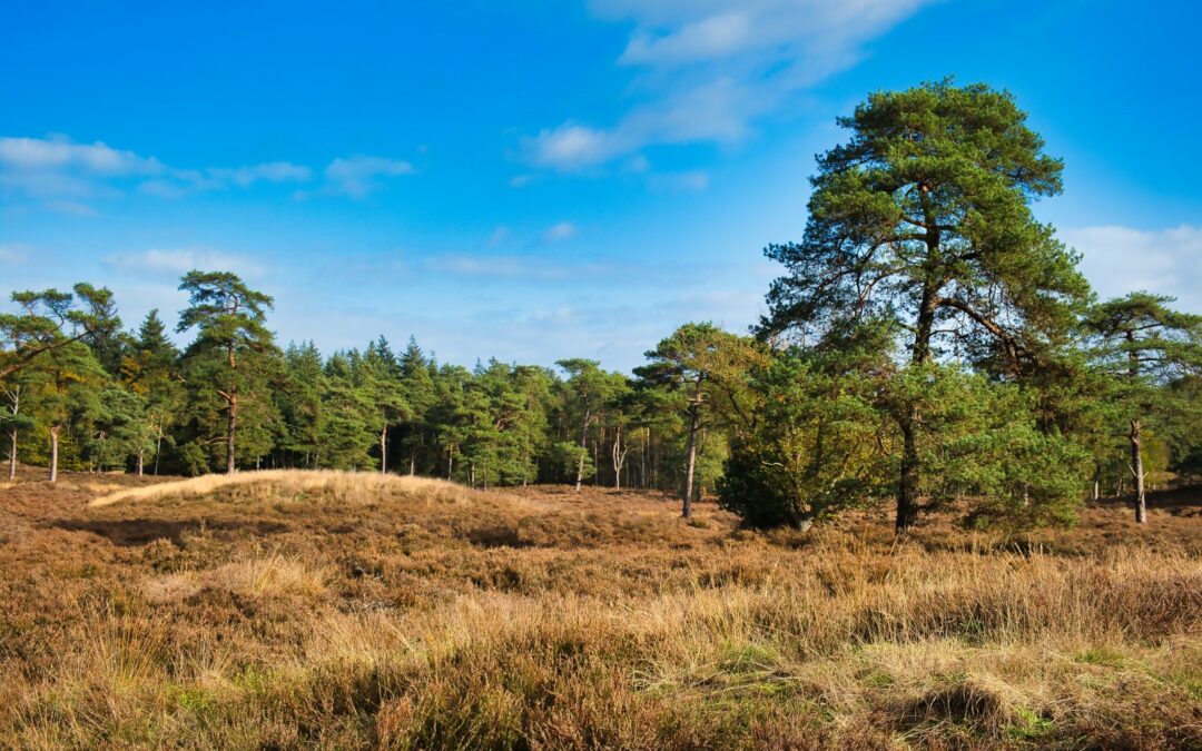 De 5 mooiste natuurgebieden in het Noorden